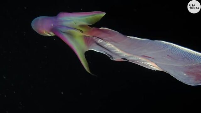 Rare rainbow blanket octopuses caught on camera in the Phillippines